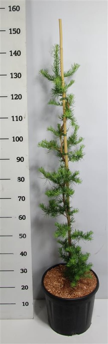 Larix kaempf. 'Diana' - C12 100-125 CM